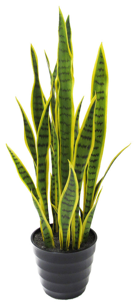 White background with full plant visible; behaves as an alternate white-background full view.
