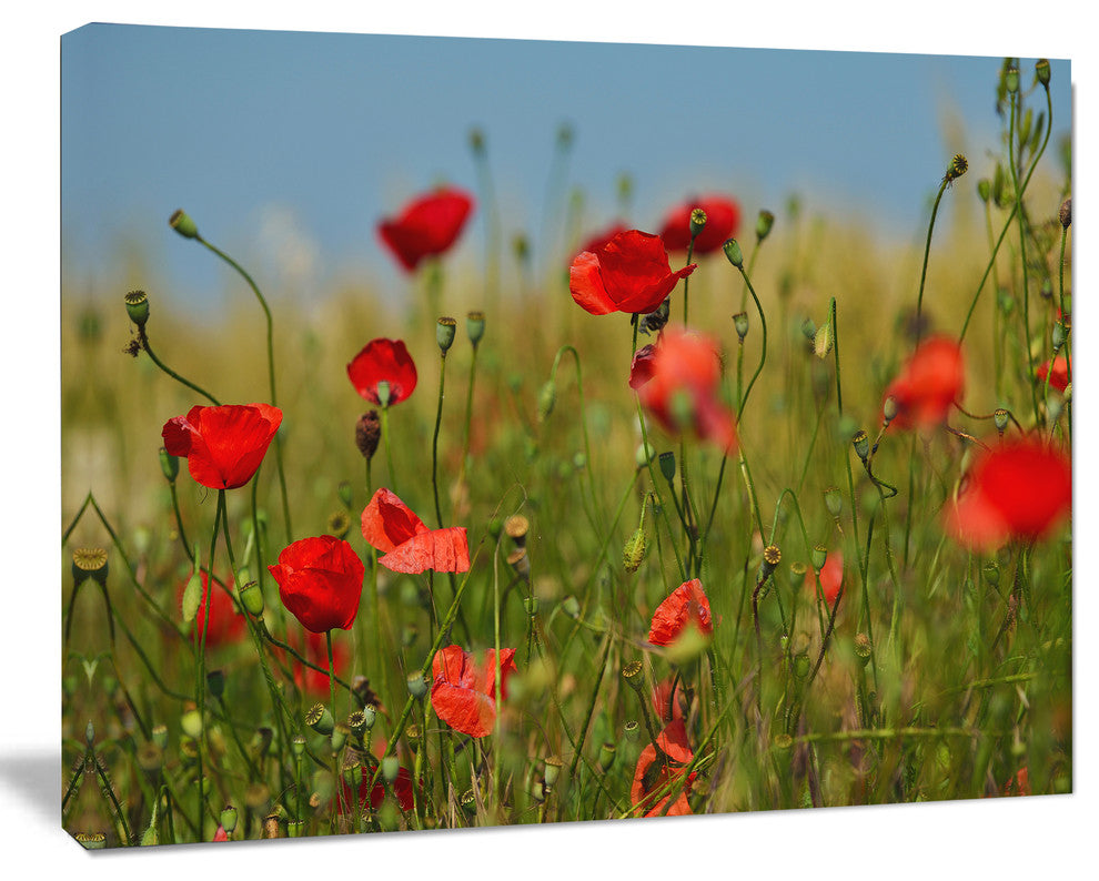 Wild Poppy Flowers in Green Garden, Floral Canvas Art print, 40"x30"