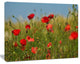 Wild Poppy Flowers in Green Garden, Floral Canvas Art print, 40"x30"