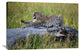 "Big Cat" Stretched Canvas Giclee by Alessandro Catta, 36x24"