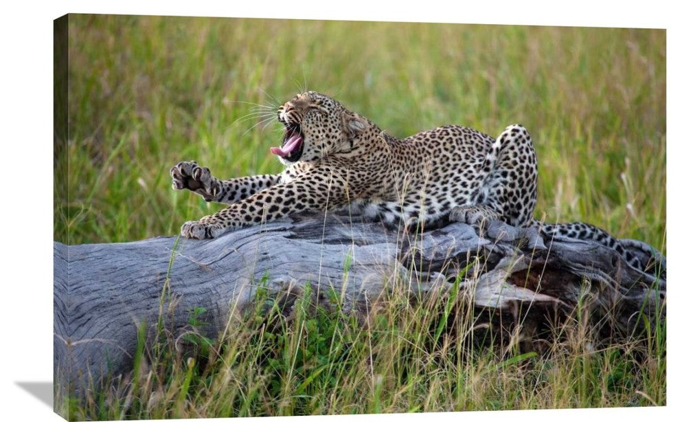 "Big Cat" Stretched Canvas Giclee by Alessandro Catta, 36x24"