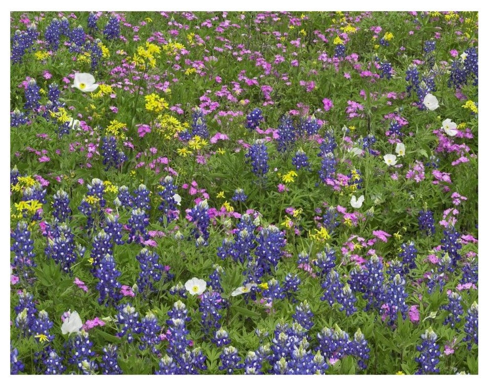 "Sand Bluebonnet flowers, Hill Country, Texas" Print by Tim Fitzharris, 42"x32"