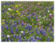 "Sand Bluebonnet flowers, Hill Country, Texas" Print by Tim Fitzharris, 42"x32"