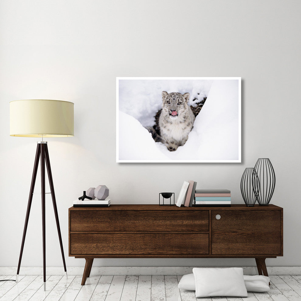 "Snow Leopard adult portrait in snow" Paper Print by Tim Fitzharris, 50"x34"