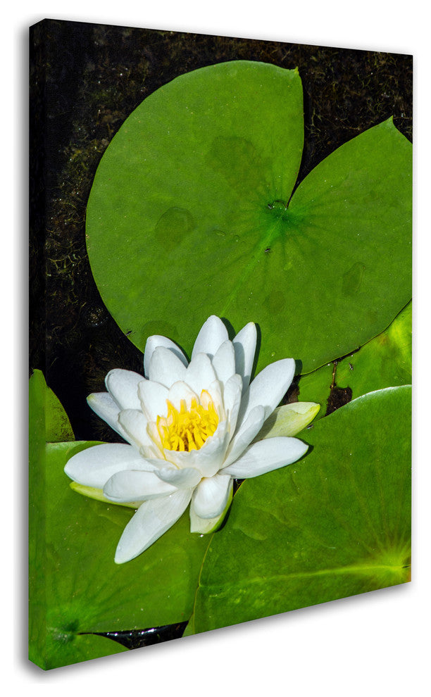 Kurt Shaffer 'White Lotus' Canvas Art, 24"x18"