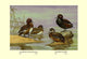 Australian White-Eyed and Southern Pochard Ducks- Gallery Wrapped Canvas Art