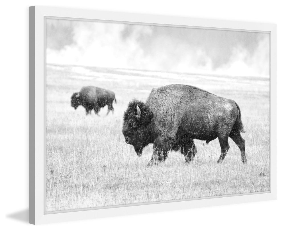 Marmont Hill, "Buffalo Pair" Framed Painting Print, 18x12