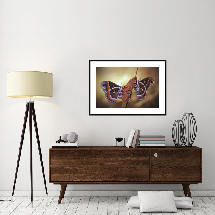 "Robin Moths" Framed Digital Print by Jimmy Hoffman, 44x32"