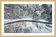 "Icy Firs" Framed Print by Karolis Janulis