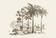 Palm Trees- Gallery Wrapped Canvas Art 28" x 42"