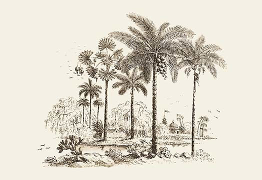 Palm Trees- Gallery Wrapped Canvas Art 28" x 42"