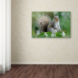 Jacky Parker 'Eastern Grey Squirrel' Canvas Art, 12x19