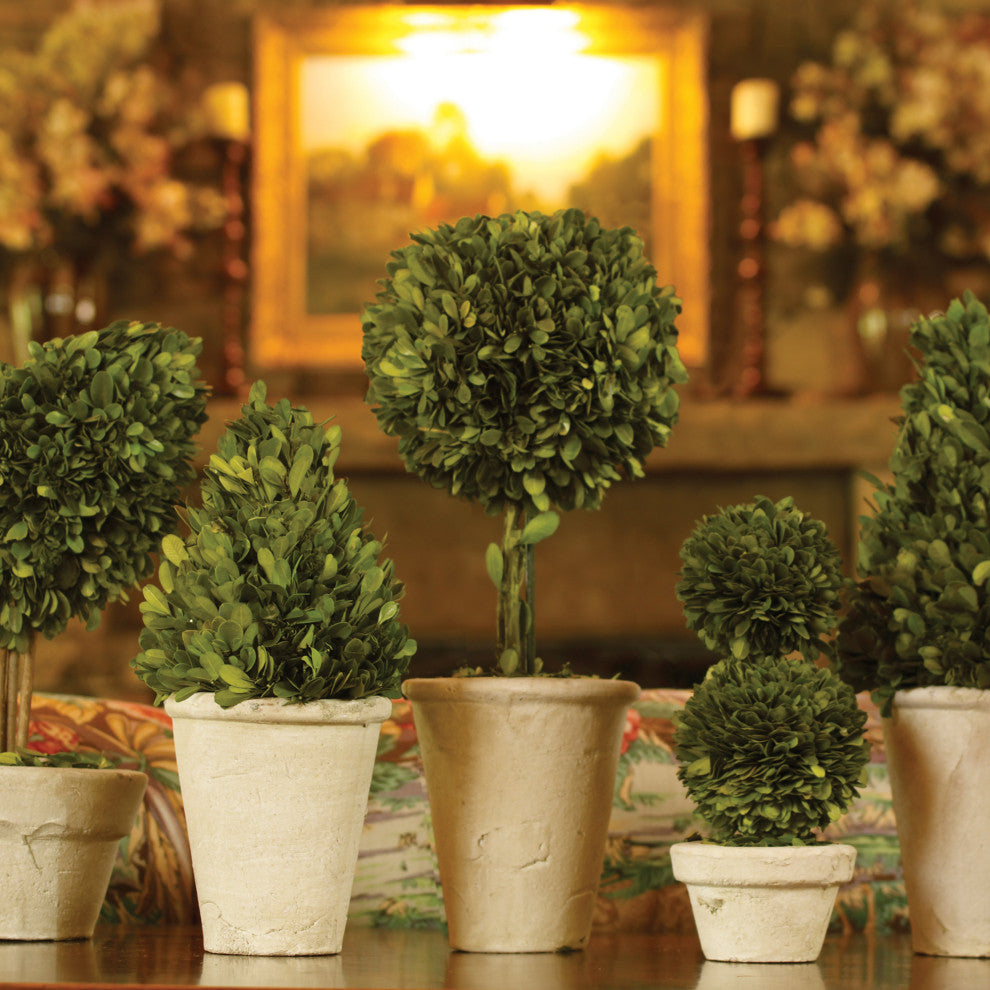 Boxwood Topiaries With Pots