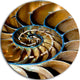 Brown Nautilus Shell, Abstract Art Round Wall Art, 11"