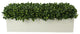 UV Rated Outdoor Boxwoods Arranged in a Rectangular Planter