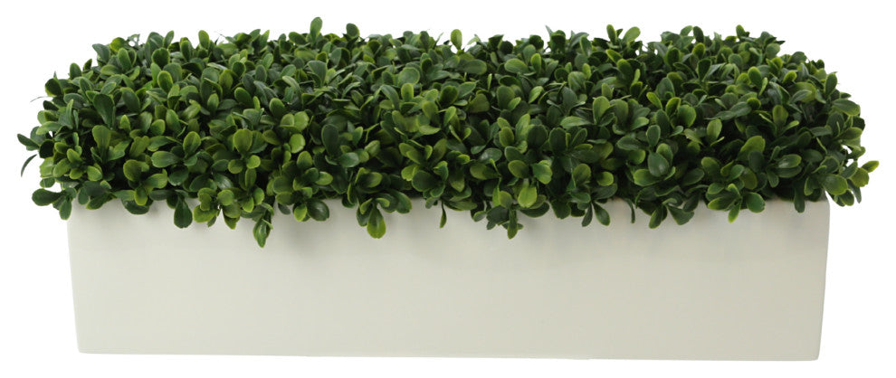 UV Rated Outdoor Boxwoods Arranged in a Rectangular Planter