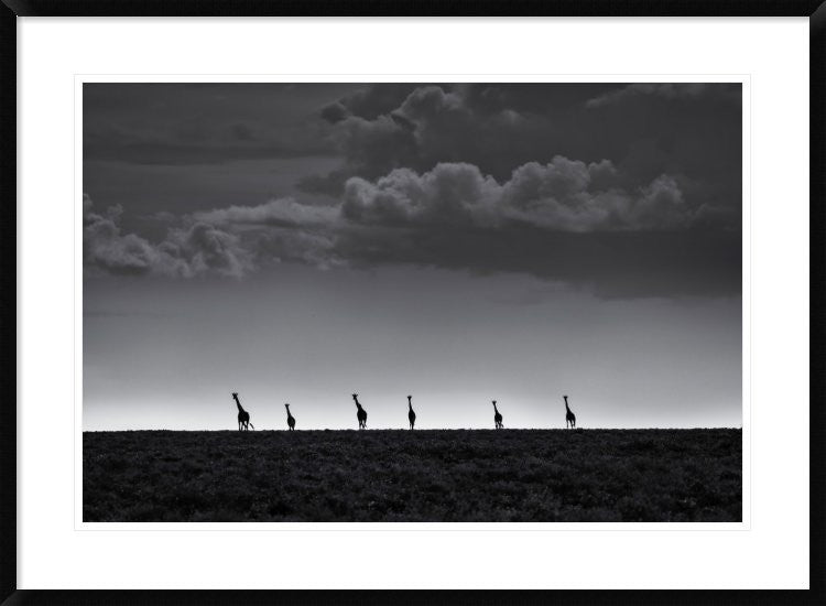 "6 Giraffes" Framed Digital Print by Greg Metro, 38"x28"