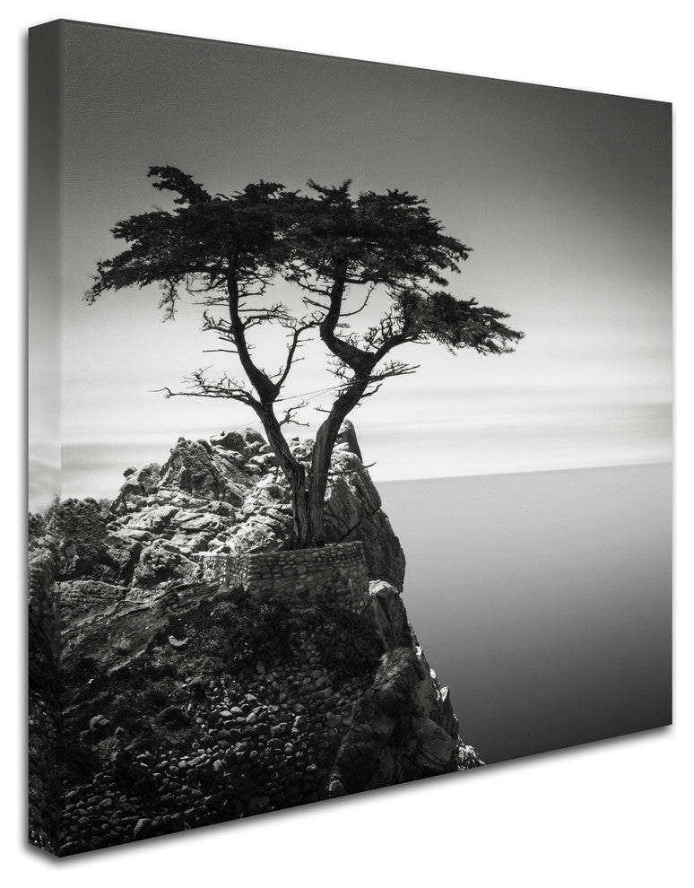 'The Lone Cypress' Canvas Art by Dave MacVicar