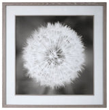 Uttermost Dandelion Seedhead Framed Print