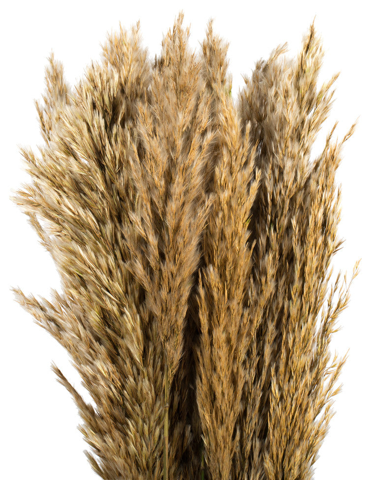Vickerman all Natural Plume Reed Bundle, Preserved, Ivory