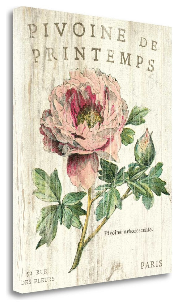 "Pivoine De Printemps" By Sue Schlabach, Giclee Print on Gallery Wrap Canvas