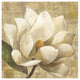"Magnolia Blossom on Script" Digital Paper Print by Albena Hristova, 26"x26"