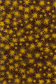 Allie Sparkling Stars Contemporary Area Rug, 5''x7''6"
