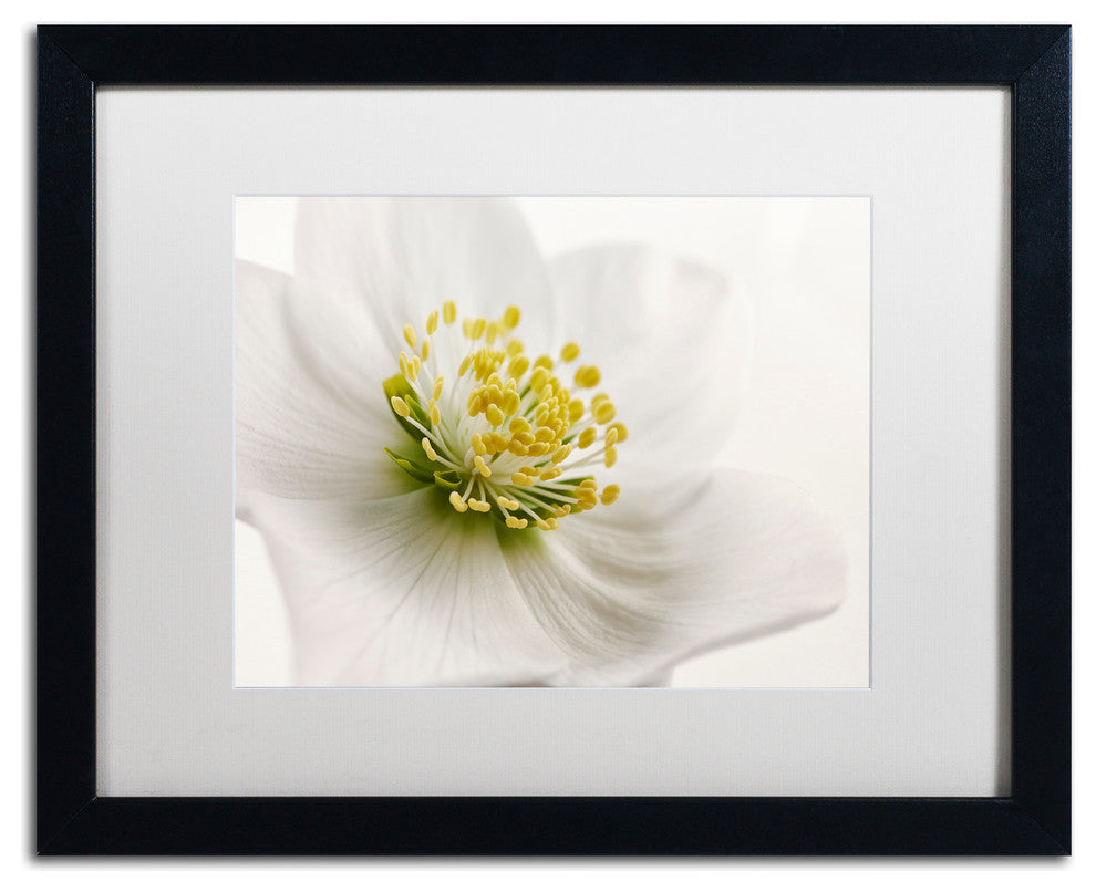 Cora Niele ''White Helleborus'' Matted Framed Art