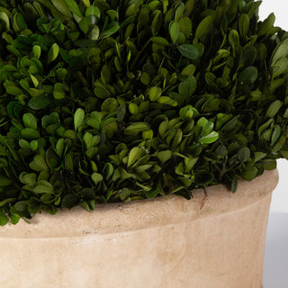 Close-up crop of foliage and pot edge on white background.