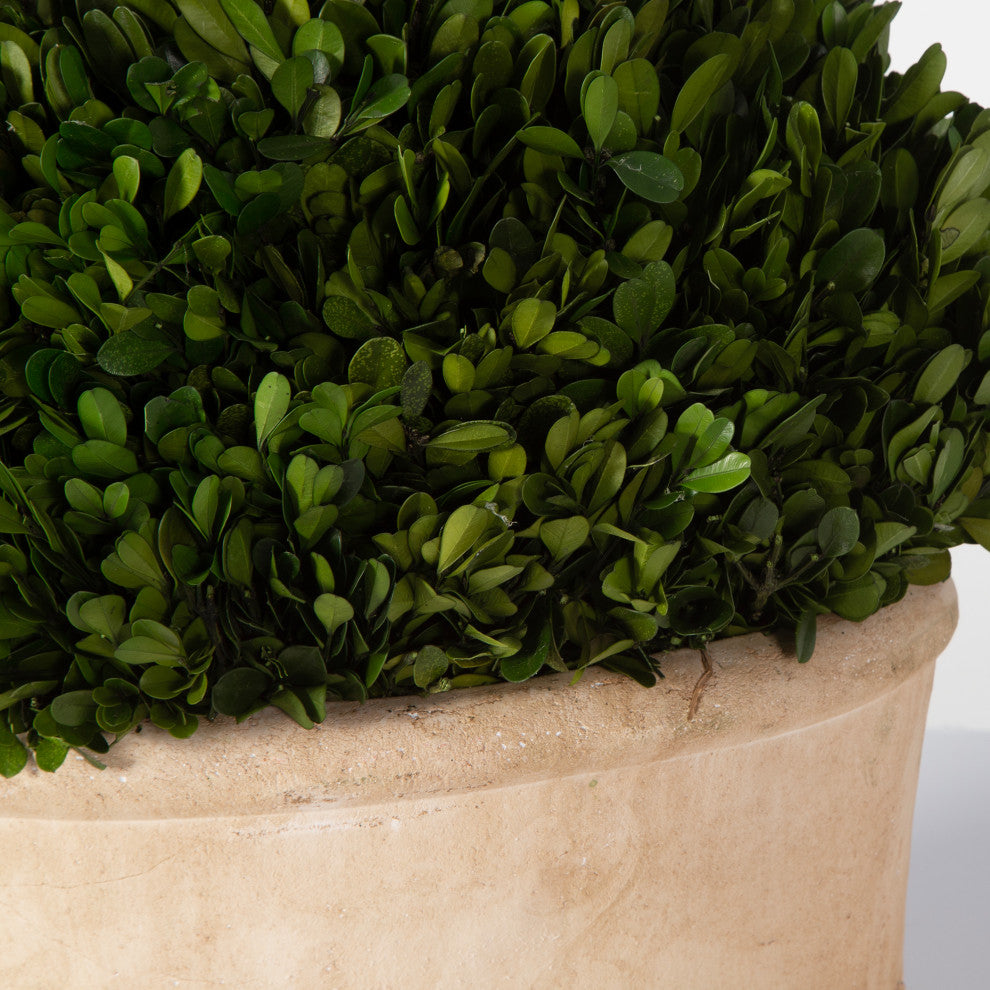 Close-up crop of foliage and pot edge on white background.