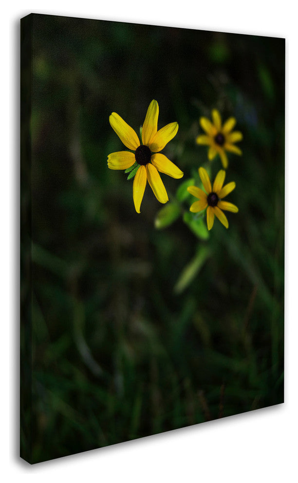 Kurt Shaffer 'Brown-Eyed Susan' Canvas Art, 24"x18"