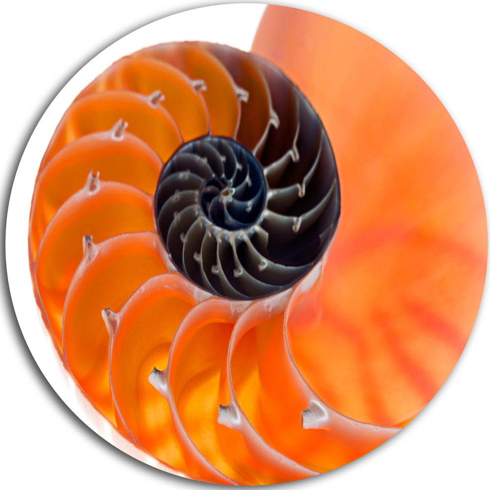 Orange Nautilus Shell, Abstract Art Disc Metal Wall Art, 23"