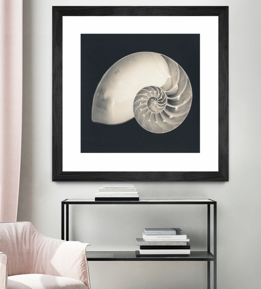"Shell I" Matted and Framed, 36"x36"