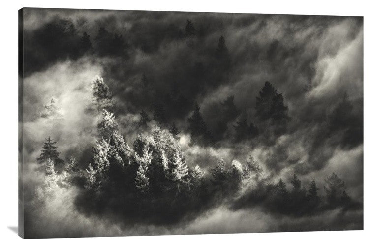 "Trees in Mist" Stretched Canvas Giclee by Samir Pajic, 36x24"