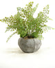 Fla Iron Fern in Concrete Bowl