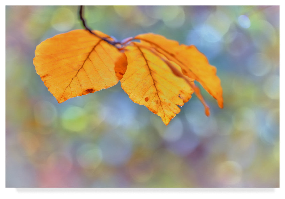 "Beech Leaves" by Cora Niele, Canvas Art, 30"x47"