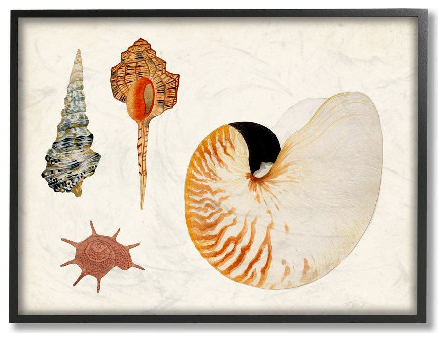 Vintage Nautilus and Aquatic Spiral Shell Study24x30