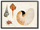 Vintage Nautilus and Aquatic Spiral Shell Study24x30