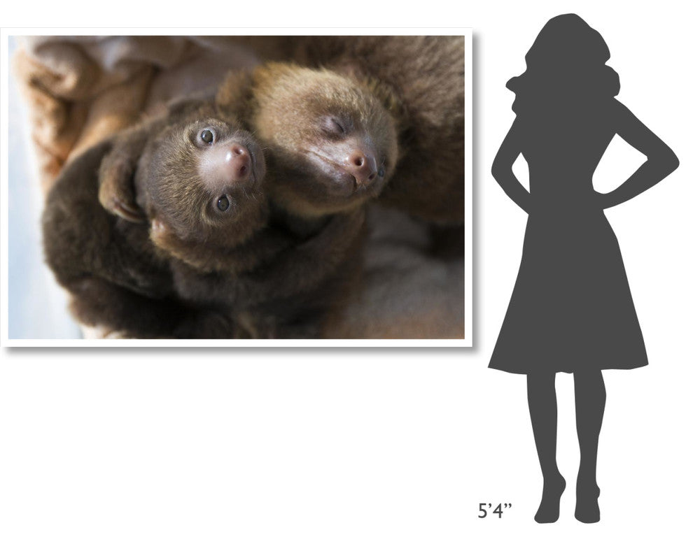 "Hoffmann's 2-toed Sloth babies, Aviarios Sloth Sanctuary" Paper Art, 62"x42"