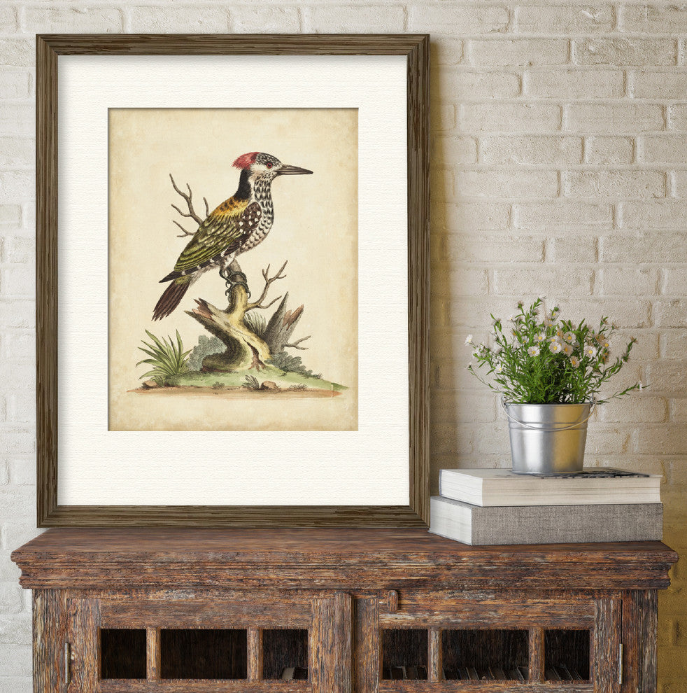 "Edwards Woodpecker" Gallery Collection Framed Art, 16"x20"