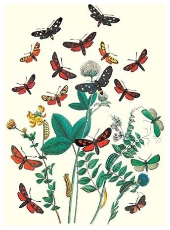 Moths: A. Infausta, I. Globularioe, Et Al.- Paper Poster 12" x 18"