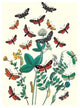 Moths: A. Infausta, I. Globularioe, Et Al.- Paper Poster 12" x 18"