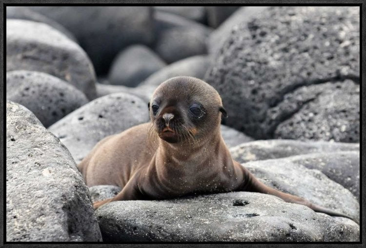 "Galapagos Sea Lion Pup" Framed Canvas Giclee by Ilan Ben Tov, 23x15"