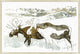 Moose Duo, Giclee Reproduction Artwork