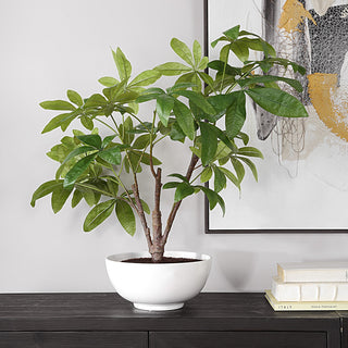 Money tree pictured in a living space with decor (lifestyle).
