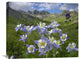"Colorado Blue Columbine Meadow At American Basin, Colorado" Artwork, 24" x 20"