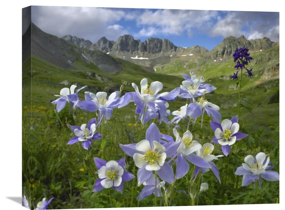 "Colorado Blue Columbine Meadow At American Basin, Colorado" Artwork, 24" x 20"