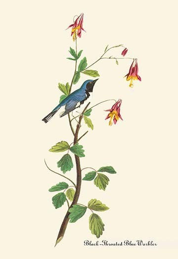 Black - Throated Blue Warbler - Fine Art Giclee Print 24" x 36"