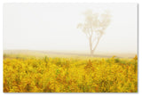 PIPA Fine Art 'Dreams of Goldenrod and Fog' Canvas Art, 24x16