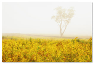 PIPA Fine Art 'Dreams of Goldenrod and Fog' Canvas Art, 24x16